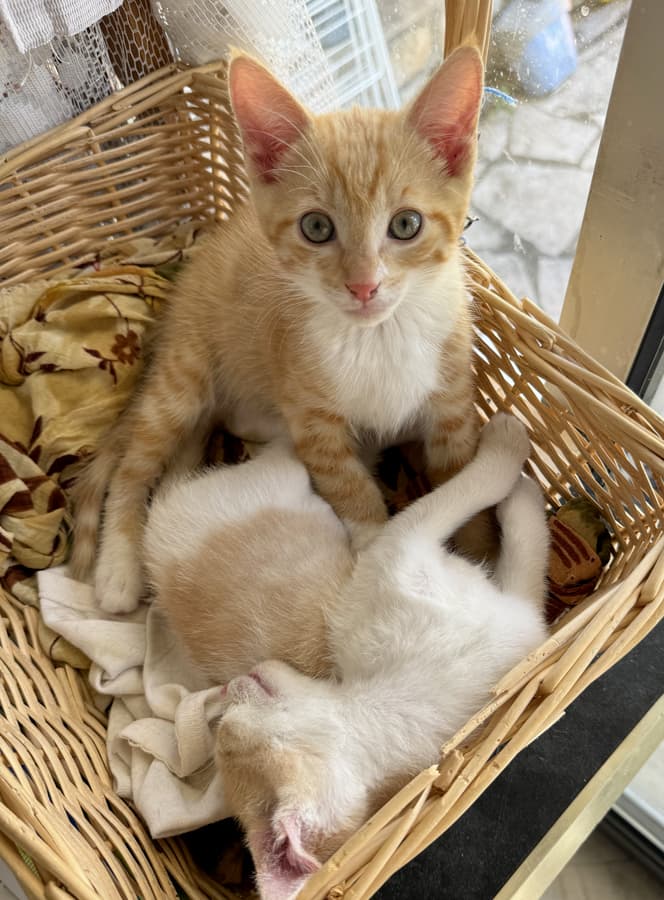 Goku 🐈